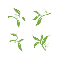 Eucalyptus leaves floral logo vector template