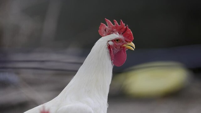 Broiler Chicken living on on the farmyard on the rural chicken free range farm.