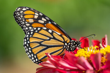 Close-up of Monarch Butterfly on Pink Zinnia