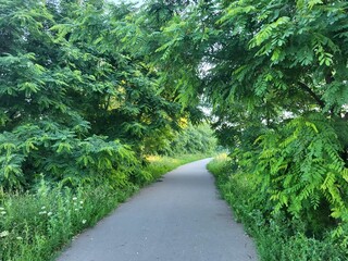 path in the park