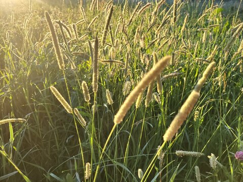 plant at morning