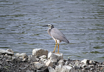 White-faced heron bird standing on a rock next to water
