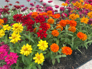 beautiful zinnia flowers in the garden