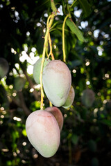 Ouro Verde: Mangas Brilhantes no Pomar