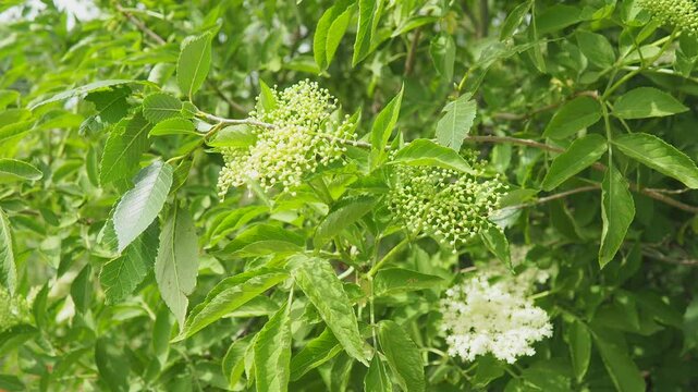 Sambucus nigra is species complex of flowering plants in family Adoxaceae. Common names include elder, elderberry, black elder, European elder, European elderberry, and European black elderberry