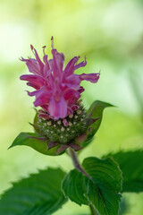 Blühende Indianernessel