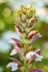 Fototapeta premium Wahrer Bärenklau