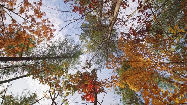 Look up at autumn woodland. Rotation view from below at orange and yellow autumn tree branches. Autumn forest at golden hour evening. Drying leaves at fall trees branches and blue sky background.