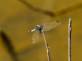 シオカラトンボ