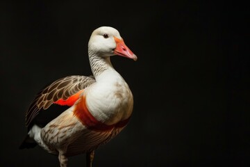 Obraz premium Mystic portrait of Andean Goose, full body view, isolated on black background