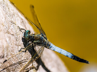 シオカラトンボ