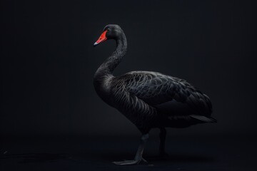 Fototapeta premium Mystic portrait of Black Swan, full body view, isolated on black background