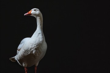 Obraz premium Mystic portrait of Snow Goose, full body view, isolated on black background