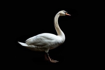 Fototapeta premium Mystic portrait of Whistling Swan, full body view, isolated on black background