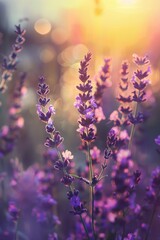 Obraz premium Beautiful Lavender Flowers at Sunset. Purple Lavender Field in Golden Hour Light