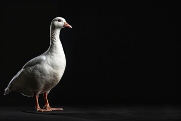 the beside view Andean Goose, left side view, white copy space on right, isolated on black background