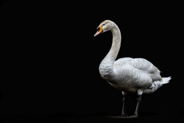 Fototapeta premium the beside view Bewick's Swan, left side view, white copy space on right, isolated on black background