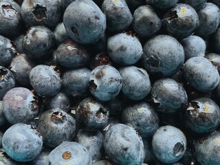 Blueberry fresh handpicked berries fruit 