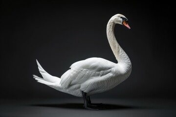 Fototapeta premium the beside view Coscoroba Swan, left side view, white copy space on right, isolated on black background