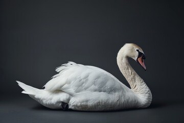 Naklejka premium the beside view Coscoroba Swan, left side view, white copy space on right, isolated on black background