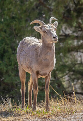 Bighorn Sheep