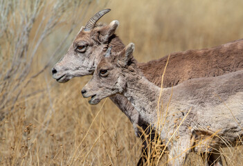 Bighorn Sheep