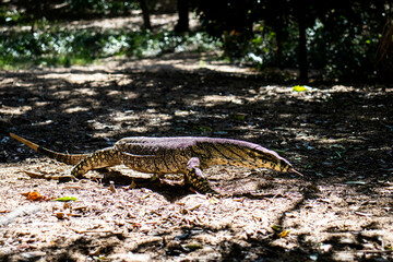 Australian Goanna Walking 