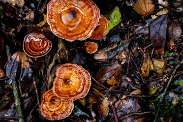 mushrooms in the forest