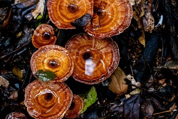 Wild mushrooms © Isabella