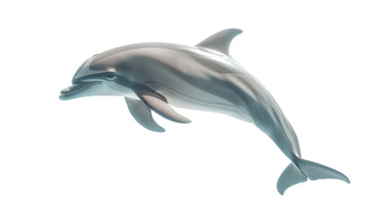 Dolphin on a transparent background