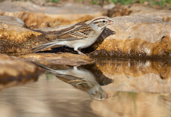Chipping Sparrow