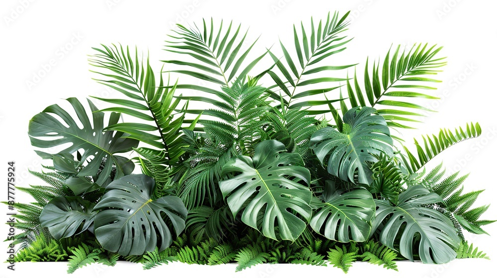 Wall mural tropical plants on white background