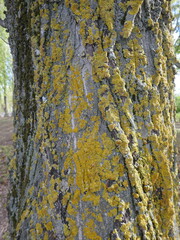 Tree trunk covered with yellow lichens