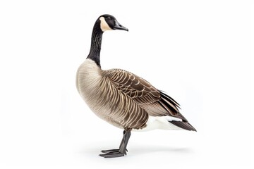 Obraz premium the beside view of a Canada Goose, left side view, white copy space on right, dutch angle view, isolated on white background