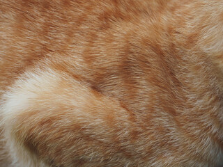 Fototapeta premium Orange soft cat fur texture for cute pet background.