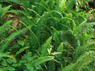 Fresh green fern leaves in the rainy season garden   