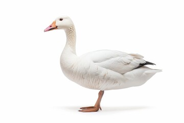 Obraz premium the beside view of a Ross's Goose, left side view, white copy space on right, dutch angle view, isolated on white background