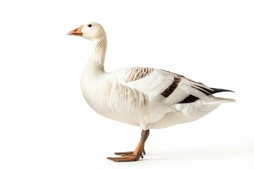 Obraz premium the beside view of a Ross's Goose, left side view, white copy space on right, dutch angle view, isolated on white background