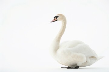 the beside view of a Whistling Swan, left side view, white copy space on right, dutch angle view, isolated on white background