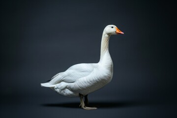 Fototapeta premium the beside view Swan Goose, left side view, white copy space on right, isolated on black background