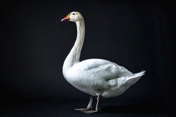 Fototapeta premium the beside view Swan Goose, left side view, white copy space on right, isolated on black background