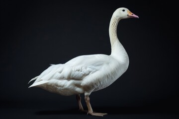 Fototapeta premium the beside view Swan Goose, left side view, white copy space on right, isolated on black background
