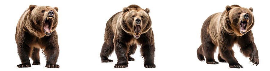 Set of grizzly brown bears roaring, isolated on transparent background