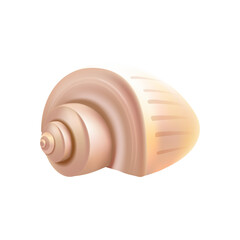 Sea shell isolated illustration on white background