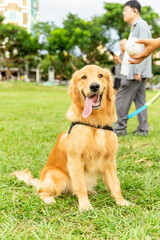 Cute and naughty golden retriever is happily looking at his owner playing