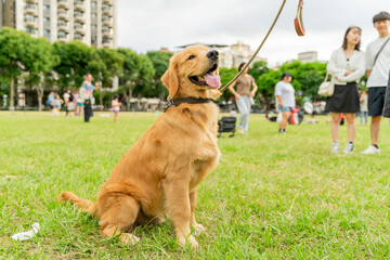 The cute and naughty golden retrievers took advantage of the weekend to play with their owners