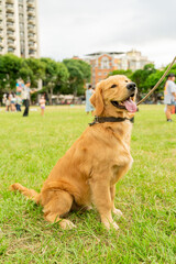 The cute and naughty golden retrievers took advantage of the weekend to play with their owners
