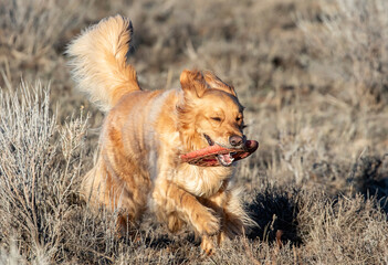 Golden Retriever with disc