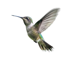 A hummingbird in mid-flight, wings blurred from movement
