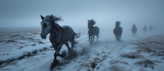 Obraz premium Black Horses Running Through Foggy Fields